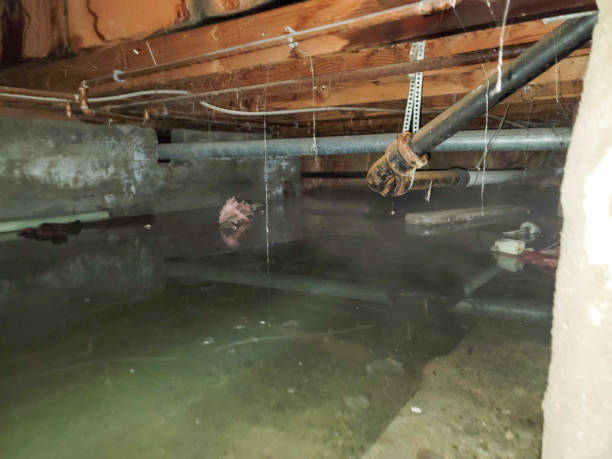 Best Sewage cleanup and water damage restoration  in , TX