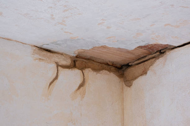 Best Professional water damage repair  in , TX